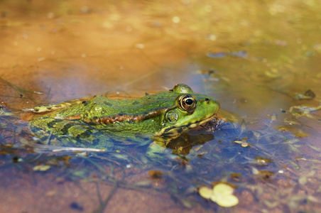 绿色的青蛙在水中