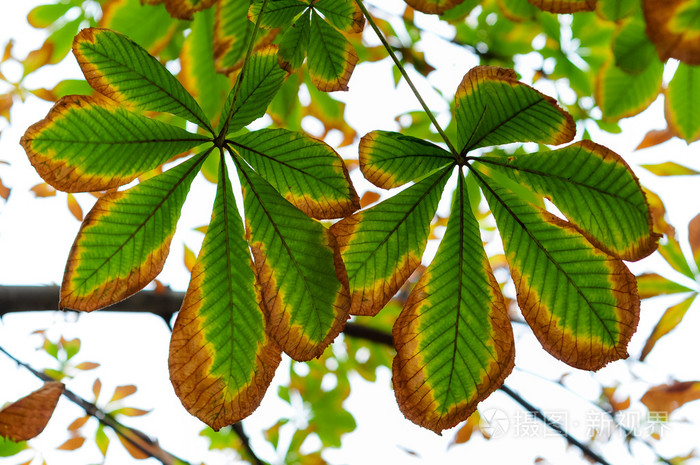 秋天叶子在公园细节