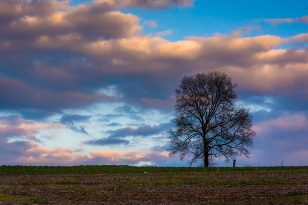 农场的田地里农村的约克郡，pe 的孤树落日图片