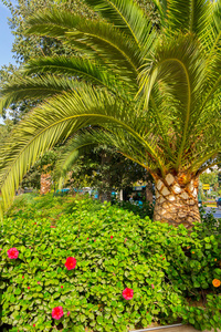 美丽的棕榈树在西班牙马拉加公园