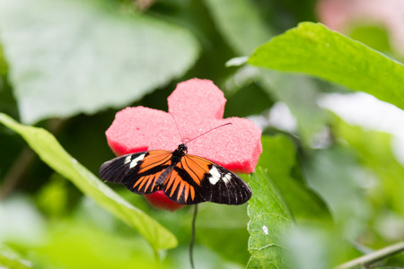 与橙色和黑色的颜色只美丽的蝴蝶