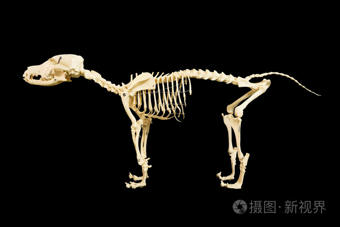 在黑色背景上的狗骨架模型