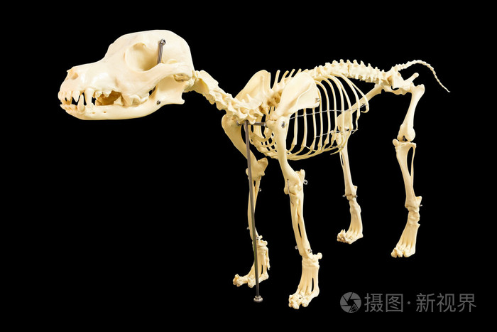 在白色背景上的狗骨架模型