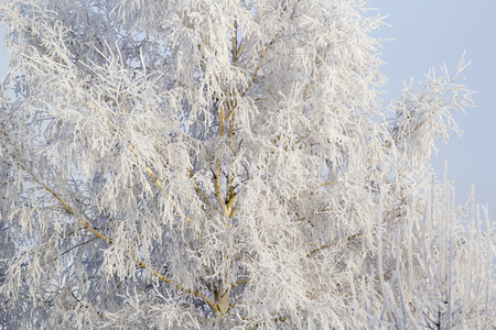 白霜的树