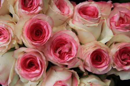 粉红色婚礼玫瑰