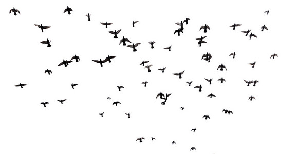 许多鸟在空中飞翔