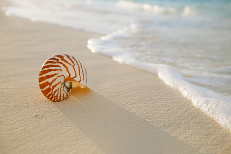 鹦鹉螺贝壳在金色的沙滩上