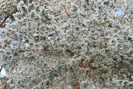 霜和雪在松树