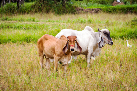白色和棕色的泰国牛