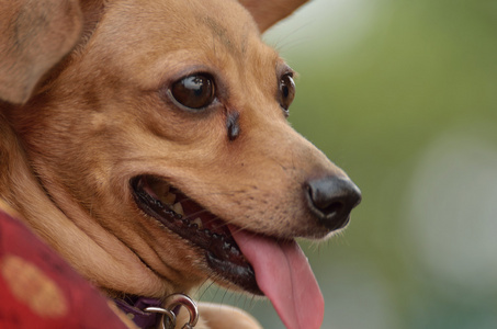 小猎犬小狗的特写镜头