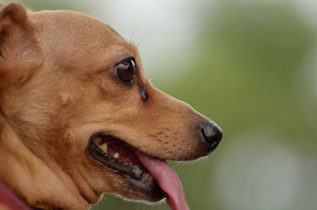 小猎犬小狗的特写镜头