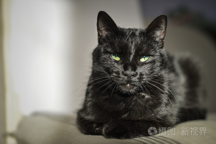 绿眼睛的黑猫