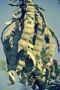 豆荚，Vachellia 罗非鱼，相思罗非鱼 Babhul 树，印度