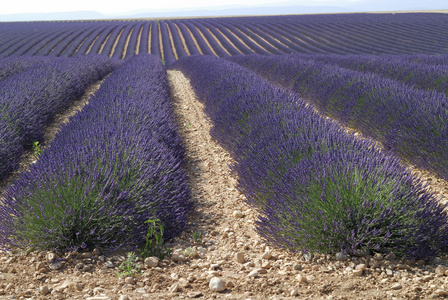 Valensole 普罗旺斯，法国薰衣草花田