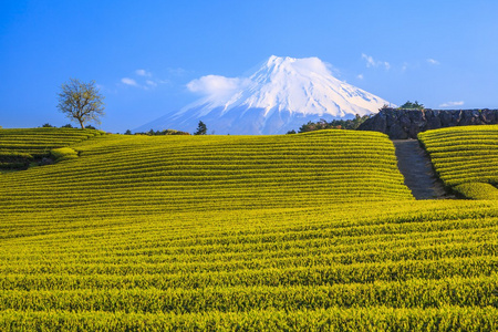 茶园和远处的富士山