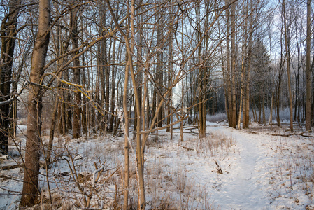 冷冻的森林