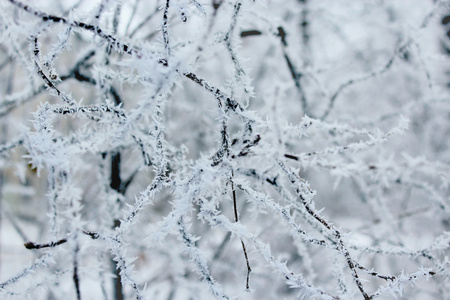 树枝上的霜冻