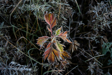 多彩的秋天的树叶和植物覆盖着霜冻