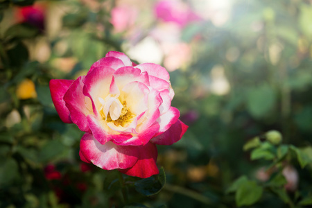 在花园里美丽的玫瑰