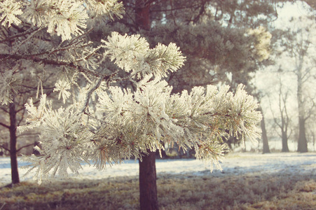 用雪覆盖的针的松树分枝