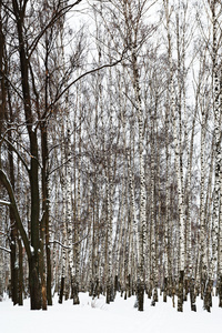 雪桦树林中的橡树