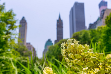 纽约曼哈顿的中央公园花