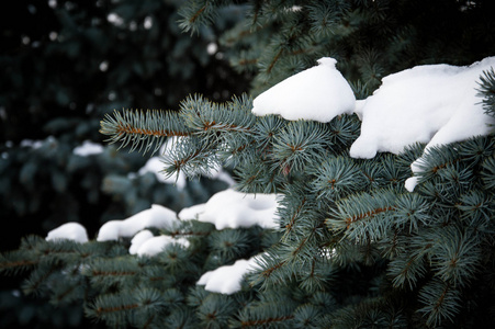 雪树