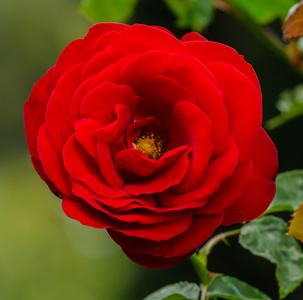 美丽的红玫瑰在花园里