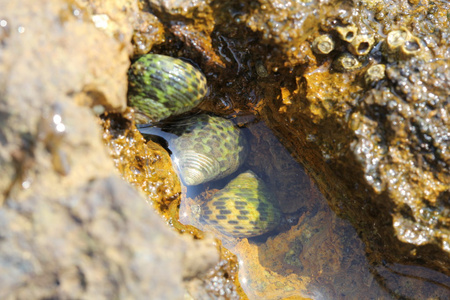 清澈的水, 海岸上的岩石和海洋蜗牛