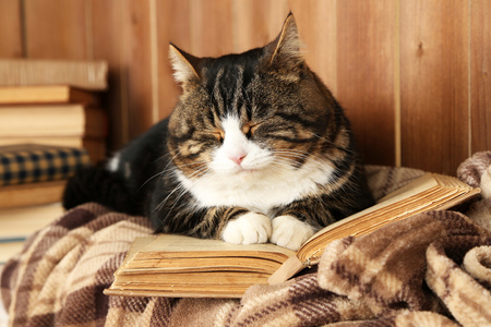 可爱的猫咪躺在格子上的书