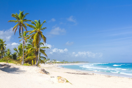 棕榈树在热带海滩上，巴瓦罗 蓬塔卡纳 多米尼加