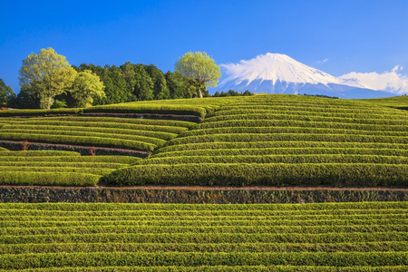 茶园和远处的富士山