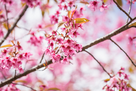 粉色樱花花