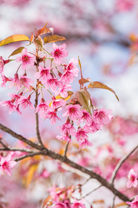 粉色樱花花