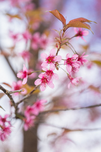 粉色樱花花