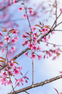 粉色樱花花