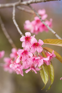 粉色樱花花