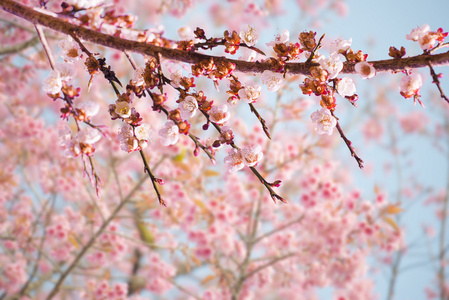 樱花花或樱花