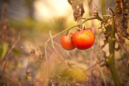 布什在秋天的成熟番茄
