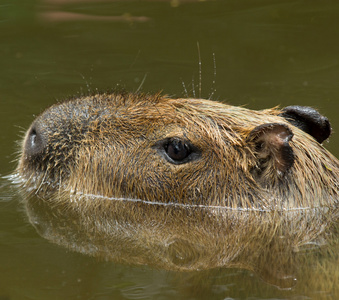 关闭了 ofcapybara