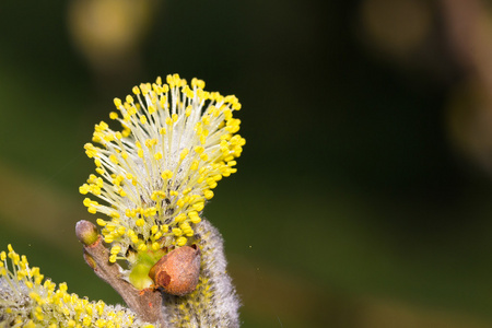 春季芽