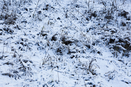 覆盖着雪特写的草