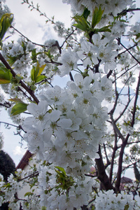 樱桃白花