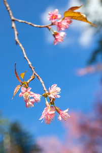 野生喜马拉雅山樱花盛开