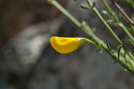 普通扫帚, cytisus 范围