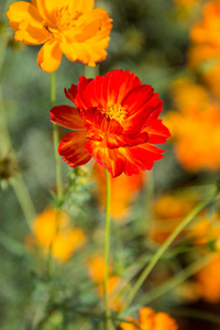 蜜蜂是在花丛中泰国花蜜