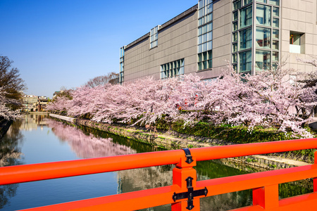 在春天，日本京都