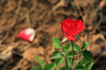 红玫瑰种植在花园里