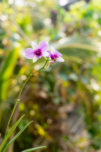 紫色兰花，选择性焦点模糊背景