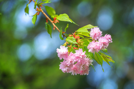 樱花